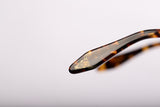 SUNGLASSES - OCCL3857